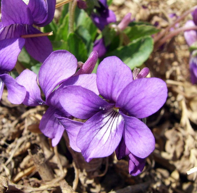 Hoa Tử La Lan - Hoa Violet