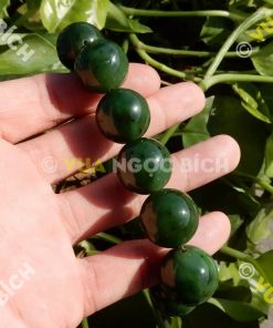 Vòng Tay Ngọc Bích Nephrite Jade 18mm (VT065) 15 Vòng Tay Ngọc Bích Nephrite Jade 18mm (VT065)