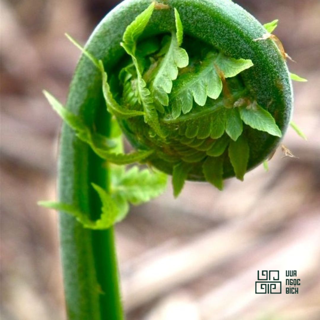 KORU – TRỞ VỀ VỚI SỨC MẠNH VÀ TRÍ TUỆ VÔ TẬN 9 KORU – TRỞ VỀ VỚI SỨC MẠNH VÀ TRÍ TUỆ VÔ TẬN 9